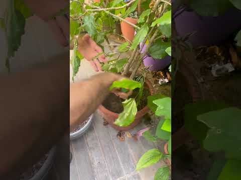 السماد السمكي Fish Fertilizer