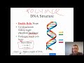 Exploring DNA Structure and Nucleotide Composition