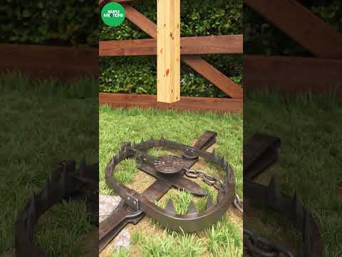 Grizzly, Bear trap in action #shorts #trap #bear