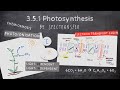 Photosynthesis Concepts and Processes