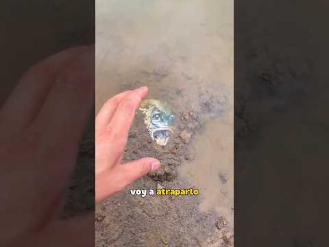 ¡Pensó Que Era Un Pez! 🐟😂