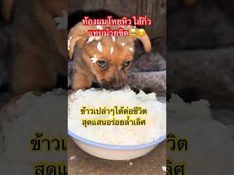 #เอื้ออาทรแก่หมาจรจัด??☺️#หมาจรจัด#สัตว์โลกน่ารัก #หมา #เลือกเกิดไม่ได้