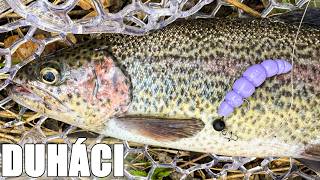 Ranní vycházka s UL ultralehkou přívlačí na pstruhy / Postupuji dál malým potokem a hledám ryby