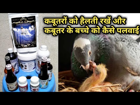 Pigeon breeding medicine // बच्चों की ग्रोथ और बड़े कबूतरों में शाइनिंग आपको देखने कोमिलेंगे