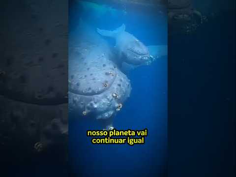 O QUE VALE MAIS? FORMIGA X BALEIA? #richardrasmussen #curiosidades #shorts