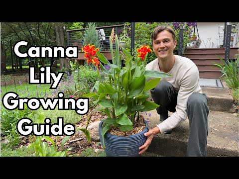 CANNA LILY Care - How to Grow Cannas for Months of Flowers