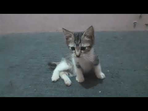 Kucing Ketiduran #cat #suarakucing #kitten