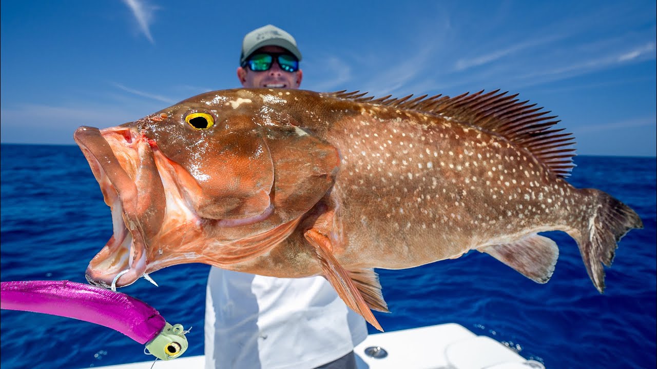 GIANT Deep Sea Grouper. Catch Clean Cook