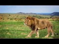 Food Chains and Energy Transfer