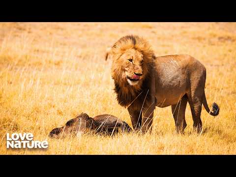 African Giants: Lions vs Elephants | Wildlife Icons 101+203