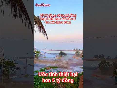 “Đồng Tháp vỡ đê ao cá: Hàng trăm tấn cá trôi dạt, thiệt hại hàng tỉ đồng”