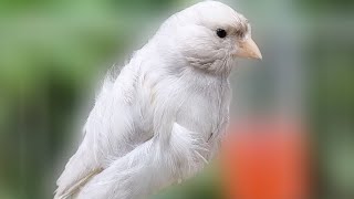 White Canary Bird Singing Song Non Stop Training Canaries