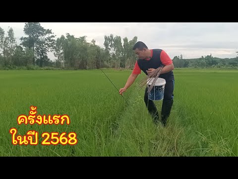 ใส่เบ็ดในนาข้าว ครั้งแรกของปี 2568