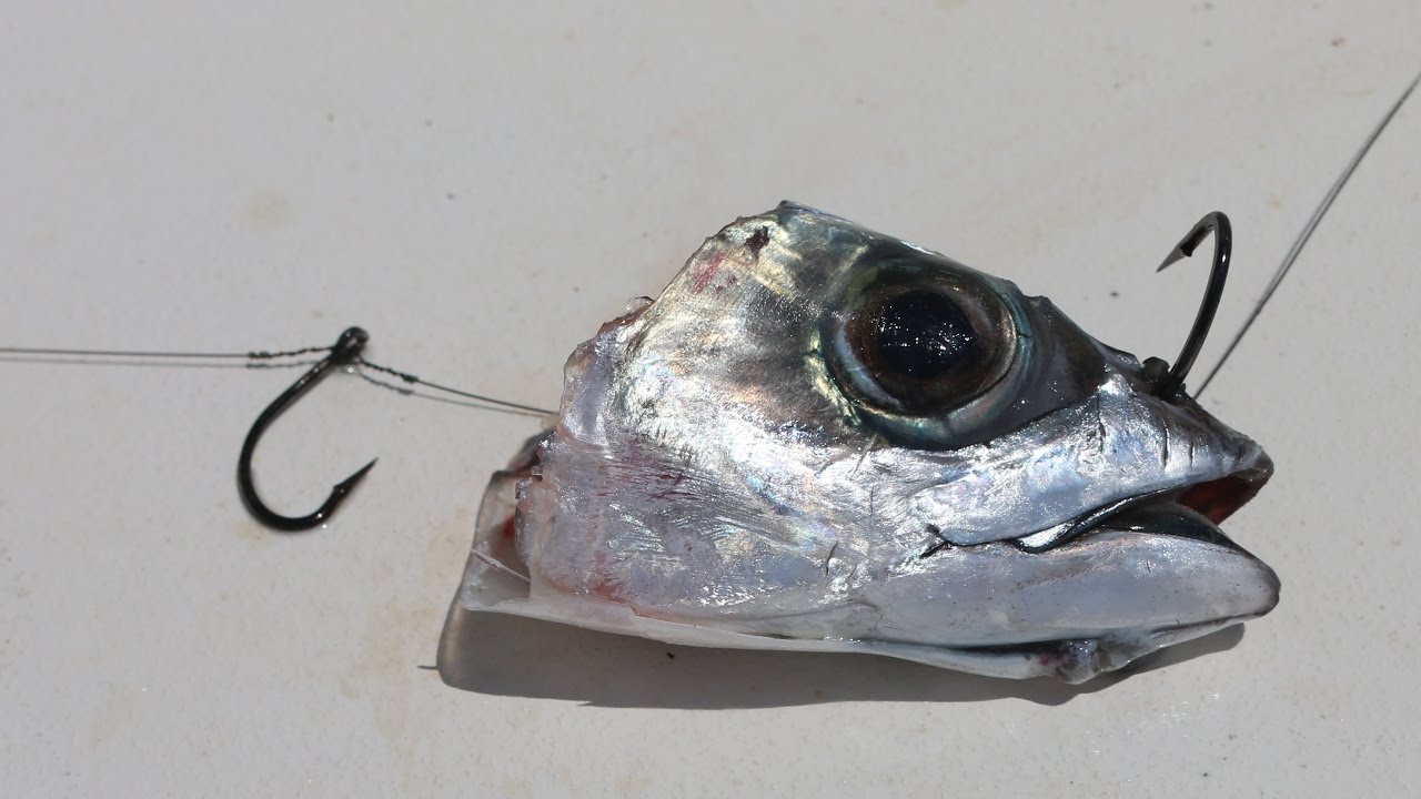 The Sharpest Teeth in the Sea!