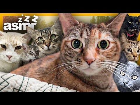 🌙 ASMR con Gatitos | Conoce a mi Familia Felina