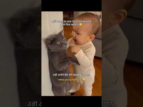 ডংগের ঘরে বাতাসা🙄 #banglastatus #caption007 #catfunny #funny #catvideos #funnycatvideos #memes