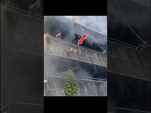 SHE DROPPED HER DOG TO SAVE IT FROM THE FIRE! 😭💔