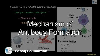 Mechanism of Antibody Formation