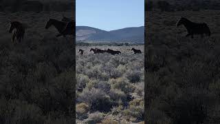 The wild horses of Northeast Nevada looks like there's a couple foals with this group.