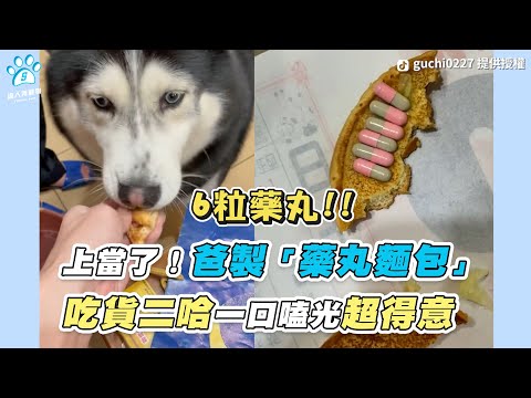 【上當了！爸製「藥丸麵包」 吃貨二哈一口嗑光超得意】｜TikTok / guchi0227  FB / 東洋狗學校 / 七寶之家