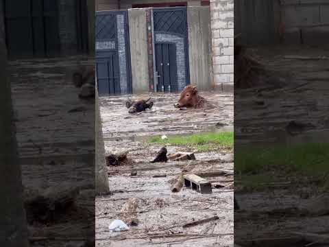 Хасавюртовский район, Село Адильотар…( #рекомендации #дагестан #shortvideo