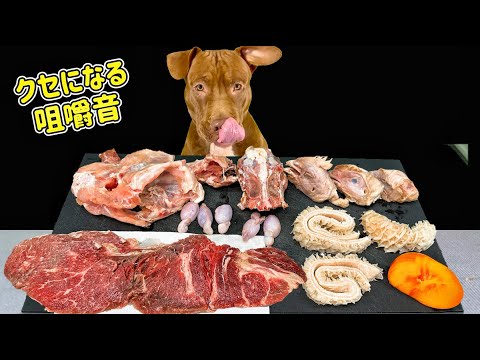 閲覧注意⚠️骨や生肉を食べるピットブルの咀嚼音が心地良すぎる【ASMR】