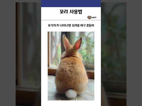 동물들의 꼬리 사용법