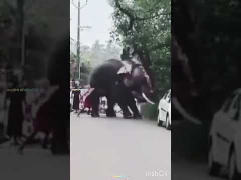 ആയുസ്സിന്റെ ബലം എനൊക്കെ പറയുന്നത് ഇതാണ്😱 ll #elephant #trendingshorts
