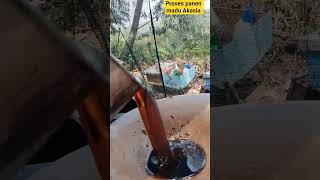 Panen madu Akasia di Perawang - Riau
