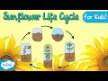 Sunflower Life Cycle and Growth
