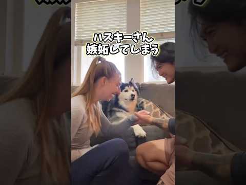 ㊗️100万再生突破！！！ハスキーさん嫉妬してしまう