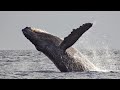 Baleen Whale Facts and Insights