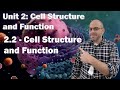 Cellular Functions and Processes