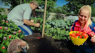 видео