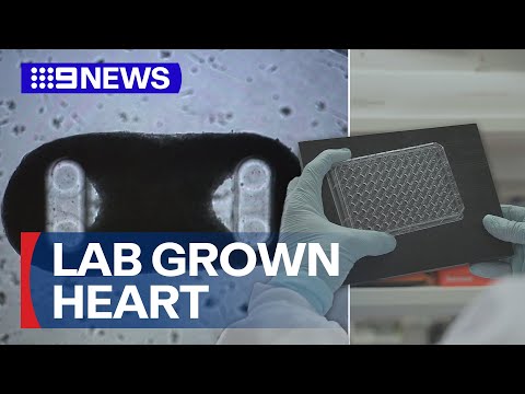 Scientists growing tiny lab-grown hearts to better test medication | 9 News Australia