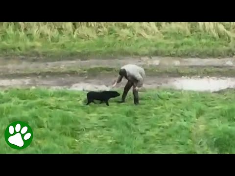 Drone Captures Beautiful Moment Blind, Lost Dog Is Reunited With Owner