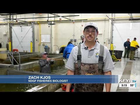 YouTube video thumbnail: ND Outdoors: Salmon Spawning at Lake Sakakawea