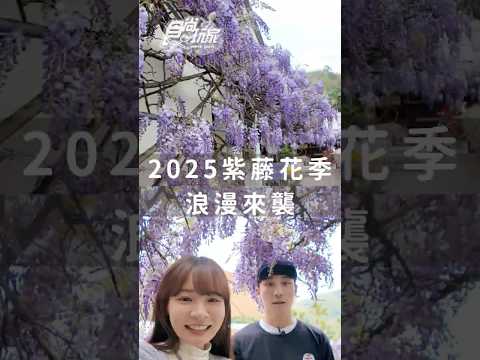 2025紫藤花季💜浪漫來襲！