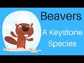 Keystone Species and Beavers