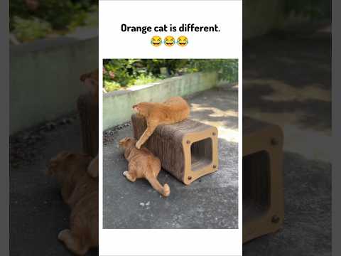 Orange cat is different😂 !! #funny #viralvideo #cute #love #youtubeshorts #shorts #animals #ytshorts