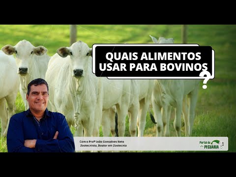 Quais alimentos utilizados para bovinos?