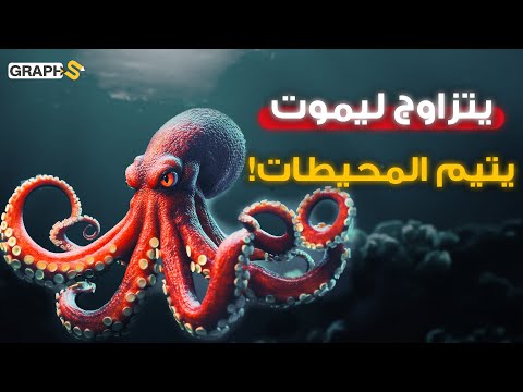 إناثه تتزاوج ثم تأكل نفسها حتى الموت.. يتيم المحيطات الذي سيرث الأرض.. وثائقي الأخطبوط