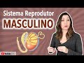 Funções do Sistema Reprodutor Masculino