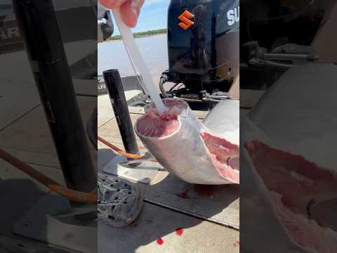 Paddlefish spinal cord #asmr #fishing #fishcleaning