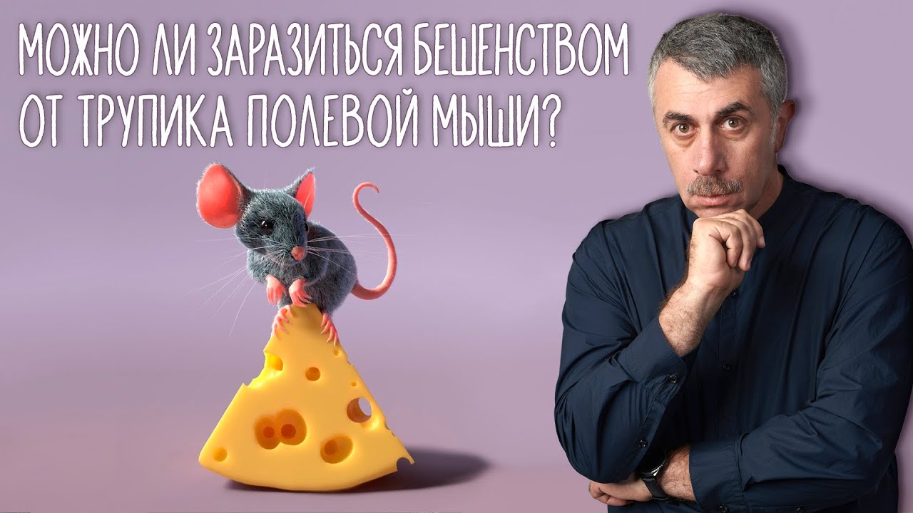 Можно ли заразиться бешенством от трупика полевой мыши?