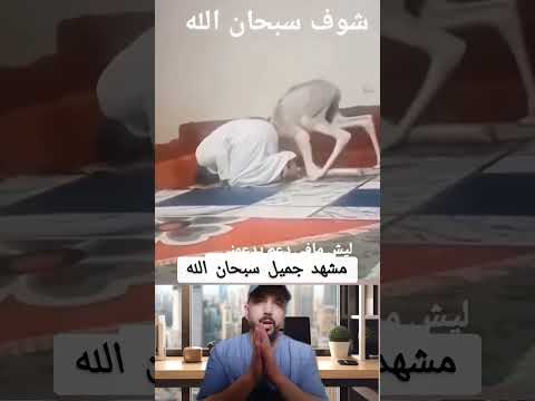 مشهد جميل سبحان الله ♥️ #دويتو #ضحك #ترند #حيوانات #معلومات #خيل #duet #funny #رمله