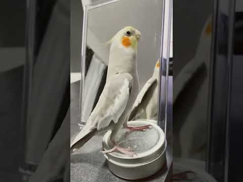 ジャパネットを熱唱するオカメインコのふーさん♪