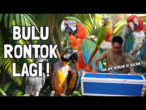 BURUNG SULTAN BULUNYA HANCUR⁉️AMPUN PARROT PLUCKER TERUS