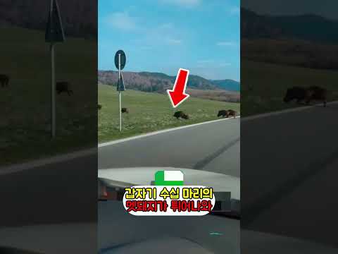 멧돼지 10마리에게 4시간째 포위된 남성의 최후