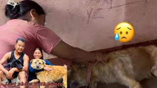 No more than punte😢Rest in peace..8yearko yatra sakiyx punte😢#siruthapamagar#missyou #vlog#punte🦮￼